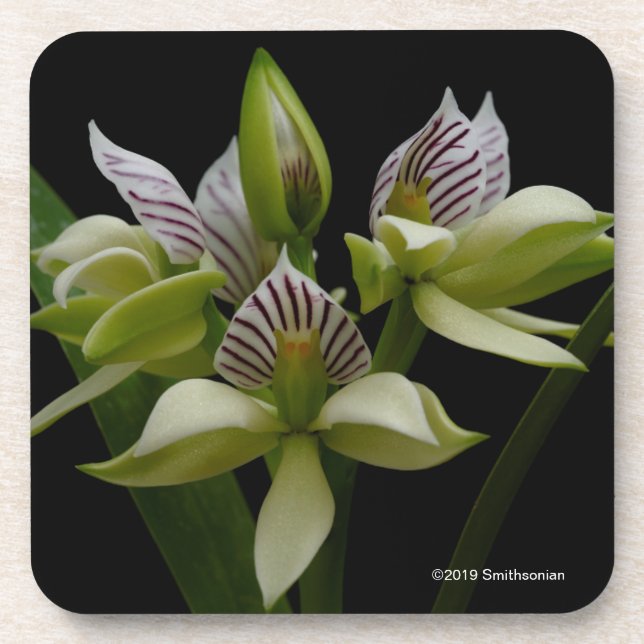 Posavasos Anacheilium Chacoense (Frente)