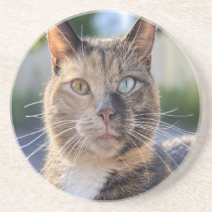 Posavasos Añadir Personalizar de fotos de gato