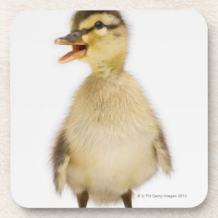 Posavasos Anadón del pato silvestre (platyrhynchos de las