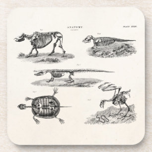 Posavasos Anatomía antigua de los esqueletos animales de lo