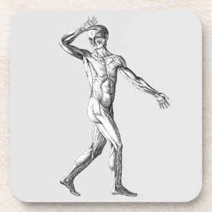 Posavasos Anatomía humana vintage, músculos del cuerpo mascu