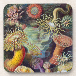 Posavasos Anémona de mar vintage Haeckel