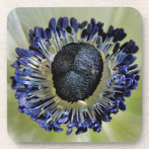 Posavasos Anemone Mistral Panda