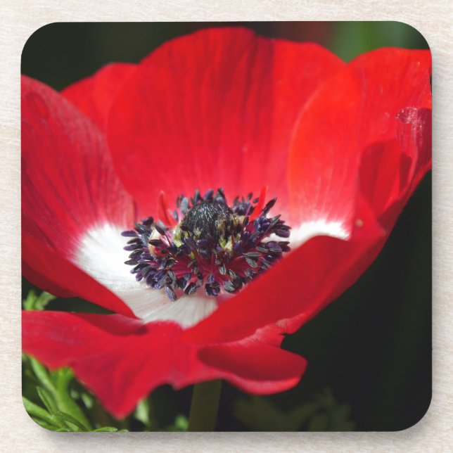 Posavasos Anemone rojo.JPG (Frente)