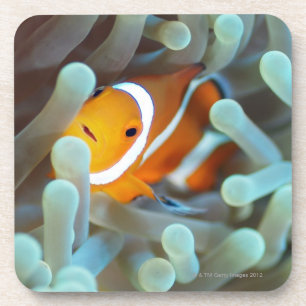 Posavasos Anemonefish 3 del payaso