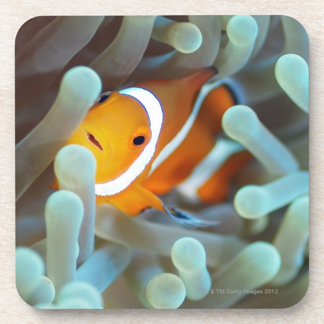 Posavasos Anemonefish 3 del payaso (Frente)