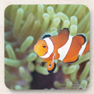 Posavasos Anemonefish 4 del payaso