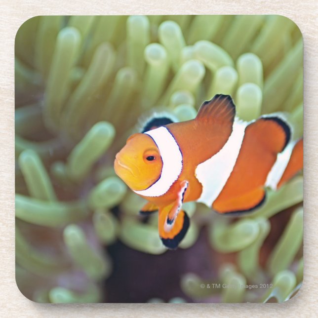 Posavasos Anemonefish 4 del payaso (Frente)