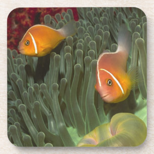 Posavasos Anemonefish rosado en anémona de mar de