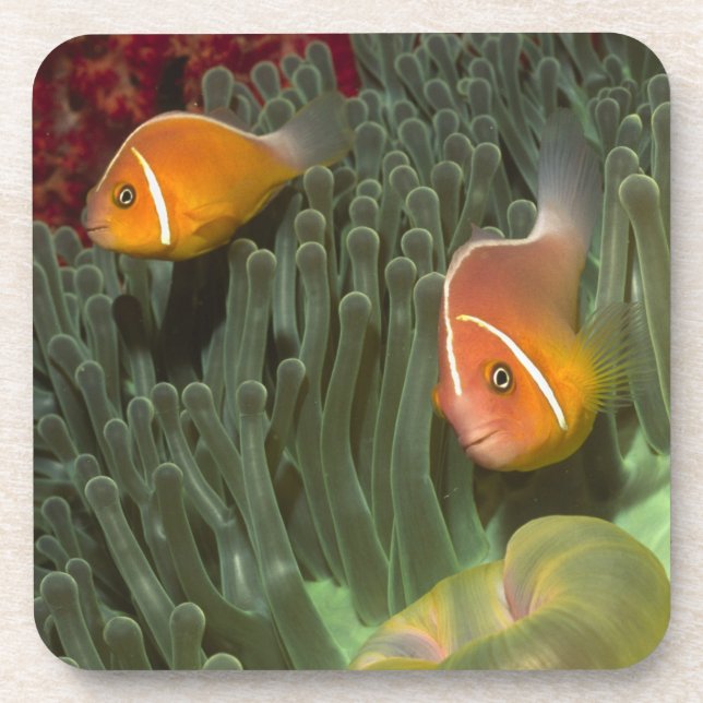 Posavasos Anemonefish rosado en anémona de mar de (Frente)
