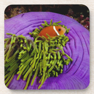 Posavasos Anemonefish y anémona grande