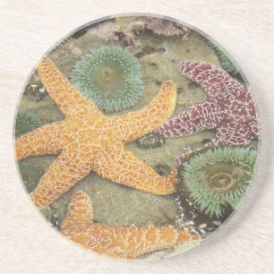 Posavasos Anemones verdes gigantes y estrellas del mar de co