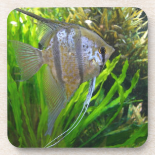 Posavasos Angel Fish