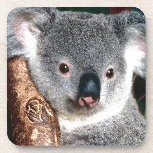 Posavasos Animal del país de Australia del oso de koala