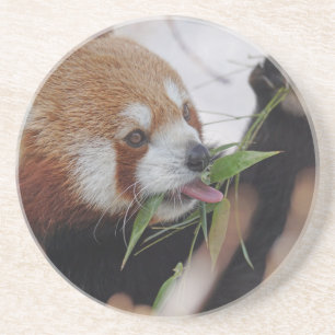 Posavasos animal-impresión-panda-rojo-lindo