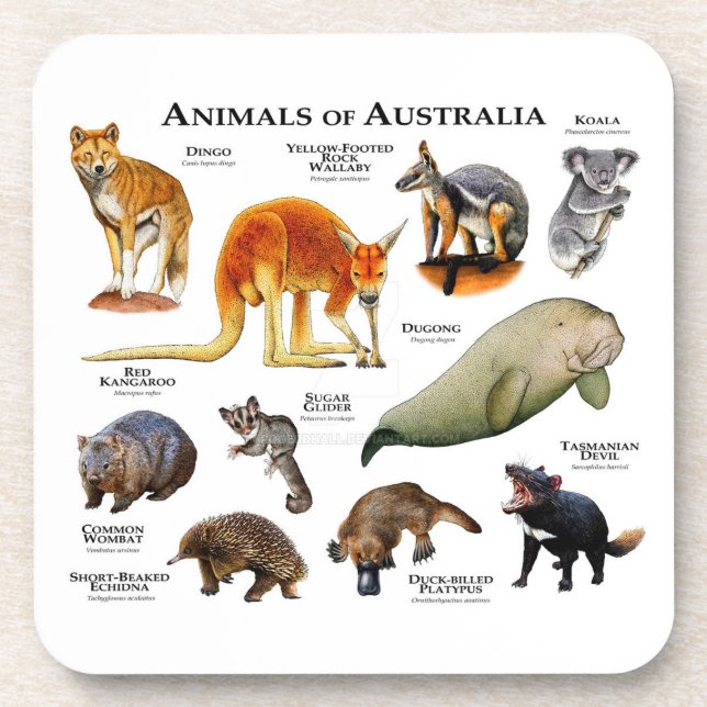Posavasos Animales de Australia (Frente)