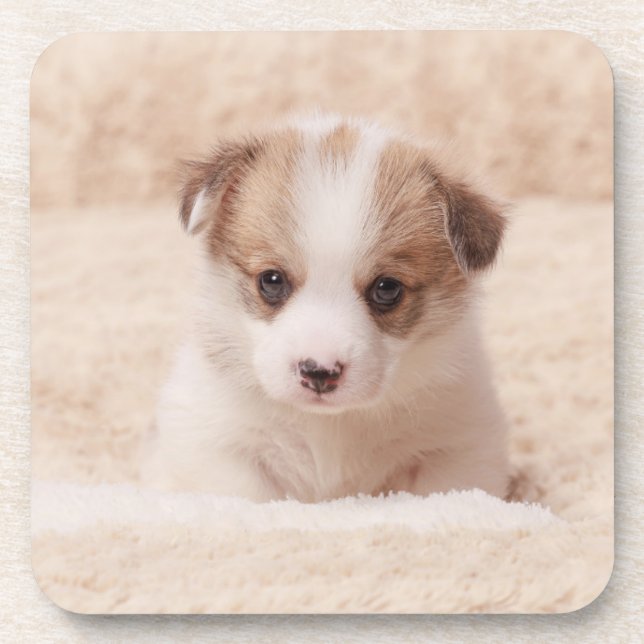 Posavasos Animales de bebé más afectados | Baby Corgi (Frente)