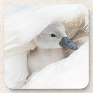 Posavasos Animales de bebé más afectados Baby Mute Swan