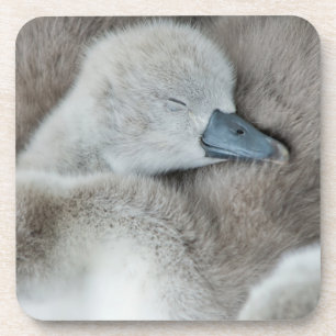Posavasos Animales de bebé más afectados Baby Mute Swan