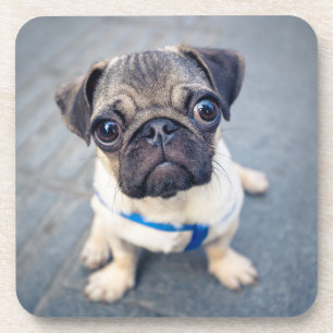 Posavasos Animales de bebé más afectados Baby Pug