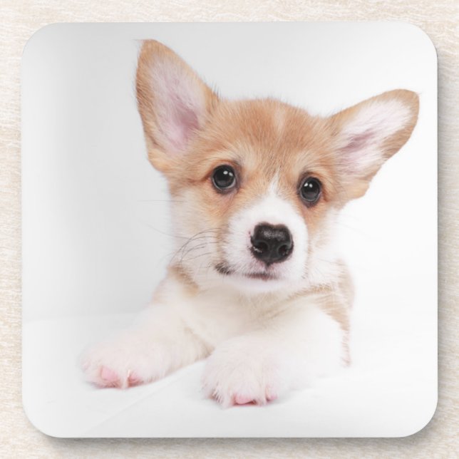 Posavasos Animales de bebé más afectados | Bebé dulce Corgi (Frente)