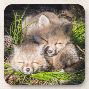 Posavasos Animales de bebé más afectados   Bebé Red Fox Kits