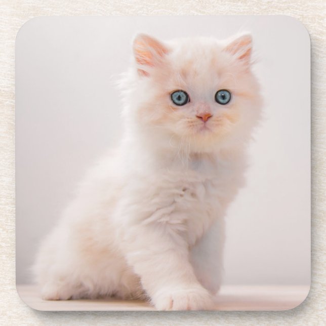 Posavasos Animales de bebé más afectados | Blue Eye Kitten (Frente)