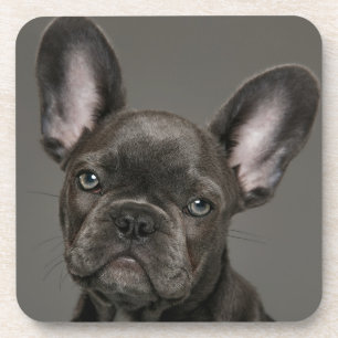 Posavasos Animales de bebé más afectados   Bulldog francés