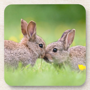 Posavasos Animales de bebé más afectados   Bunny Kiss