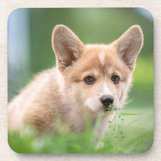 Posavasos Animales de bebé más afectados | Cachorro de Corgi (Frente)