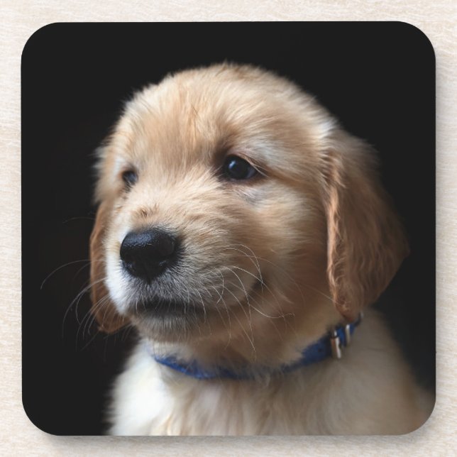Posavasos Animales de bebé más afectados | Cachorro de Golde (Frente)