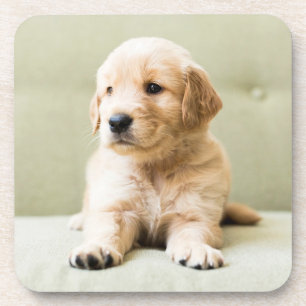 Posavasos Animales de bebé más afectados Cachorro de Golde