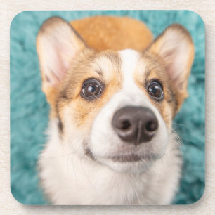 Posavasos Animales de bebé más afectados Cara dulce Corgi