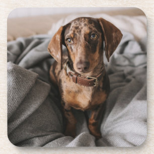 Posavasos Animales de bebé más afectados   Chocolate Dachshu