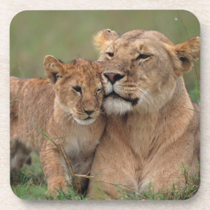 Posavasos Animales de bebé más afectados   Club de León y Ma