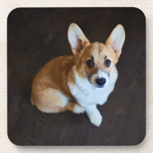 Posavasos Animales de bebé más afectados   Corgi Buscando