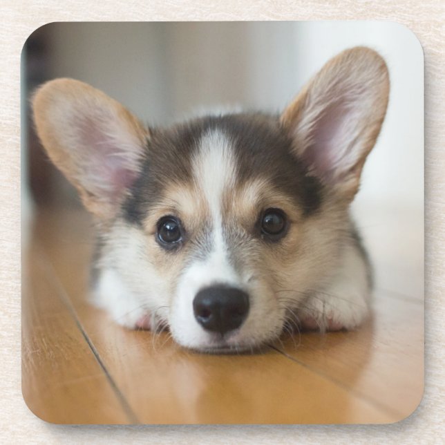 Posavasos Animales de bebé más afectados | Corgi Puppy (Frente)