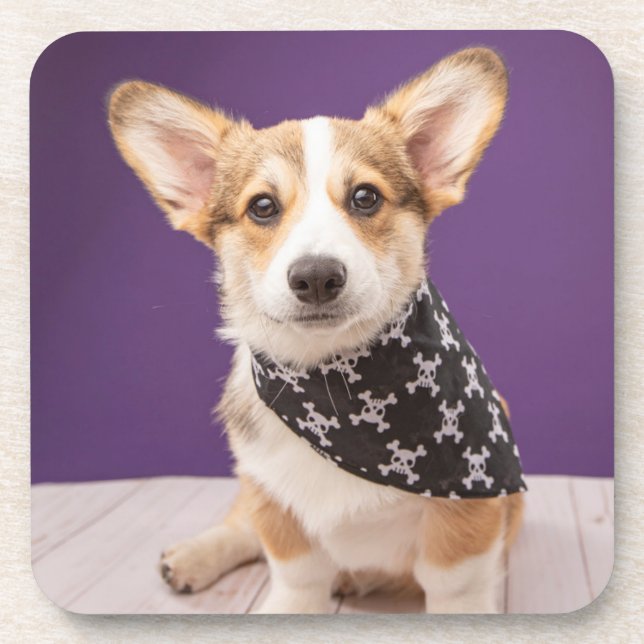Posavasos Animales de bebé más afectados | Corgi Puppy Skull (Frente)