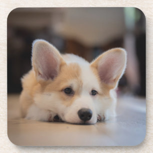 Posavasos Animales de bebé más afectados Corgi Puppy solit