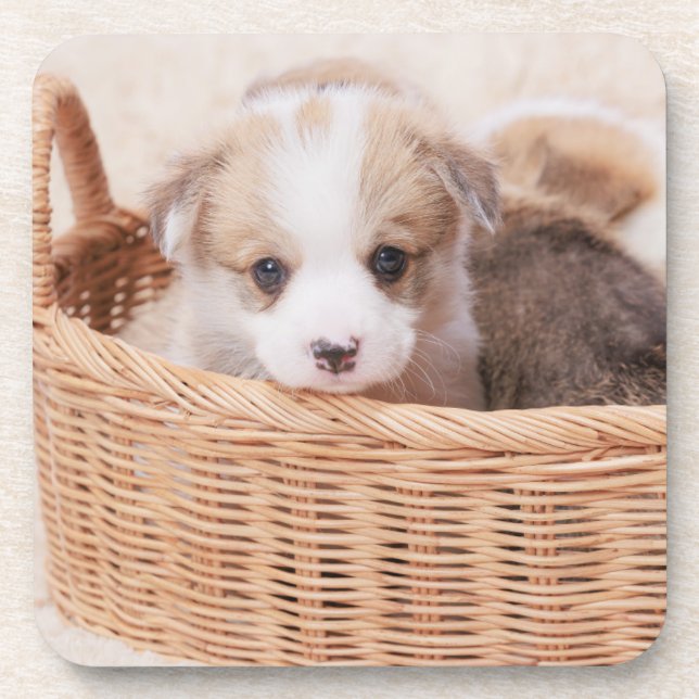 Posavasos Animales de bebé más afectados | Corgi Tiny Puppy (Frente)