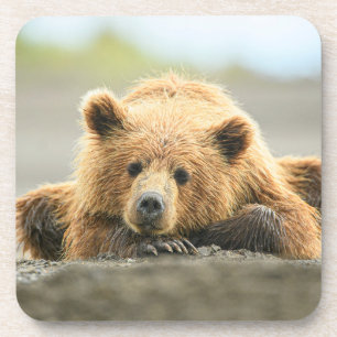 Posavasos Animales de bebé más afectados Cubo de oso marró