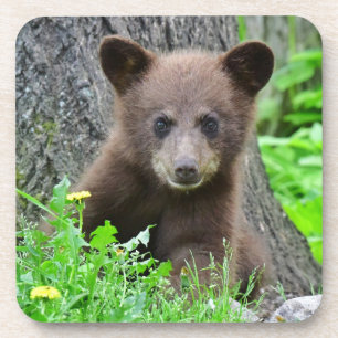 Posavasos Animales de bebé más afectados Cubo de oso marró