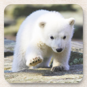 Posavasos Animales de bebé más afectados Cubo de oso polar