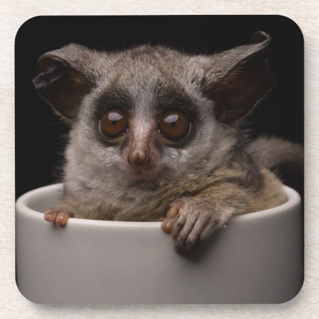 Posavasos Animales de bebé más afectados | Cute Bushbaby (Frente)