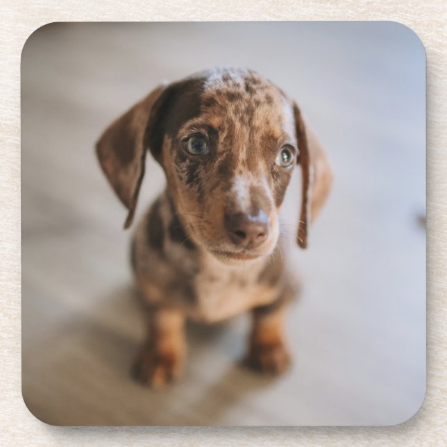 Posavasos Animales de bebé más afectados | Dachshund Puppy (Frente)