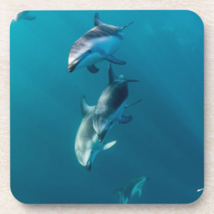 Posavasos Animales de bebé más afectados   Dolphin Family