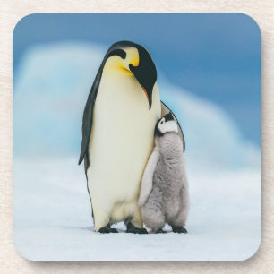 Posavasos Animales de bebé más afectados   Emperador Pingüin