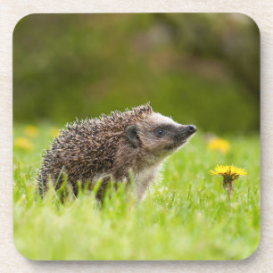Posavasos Animales de bebé más afectados Erizo europeo