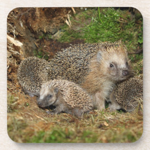 Posavasos Animales de bebé más afectados   Familia Hedgehog