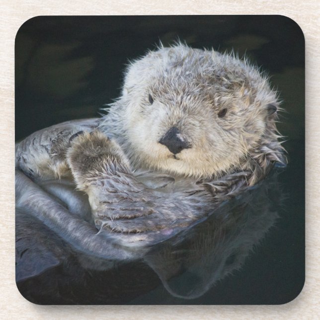 Posavasos Animales de bebé más afectados | Flotación de orug (Frente)